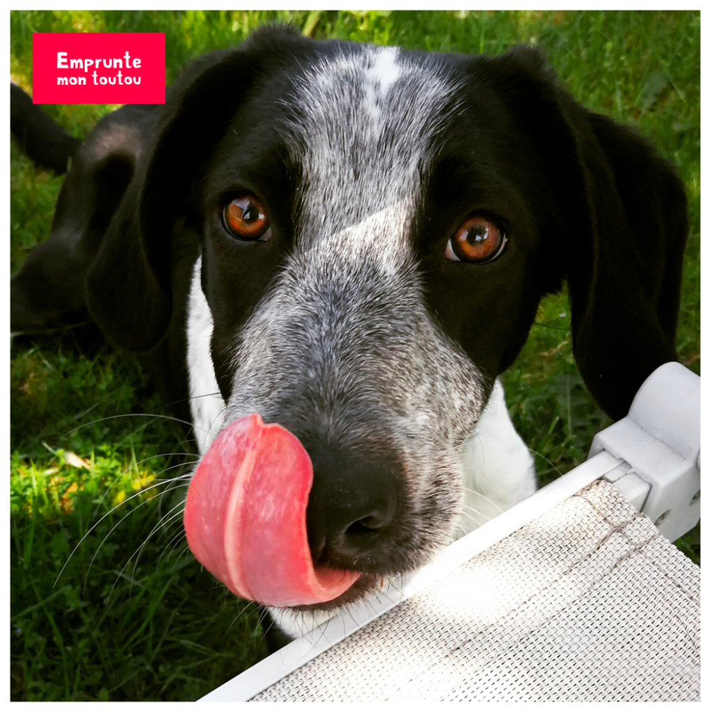 Le langage des toutous pourquoi mon chien me lèche? • Emprunte Mon toutou