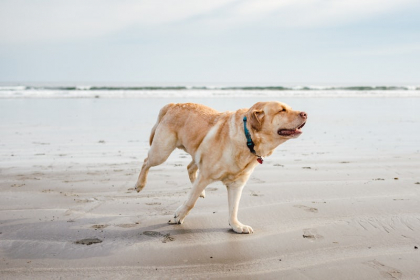 labrador sur la plage