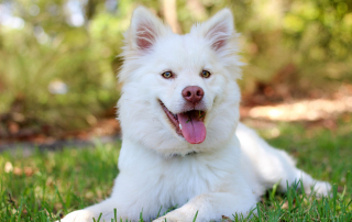 photo de chien blanc dans l'herbe