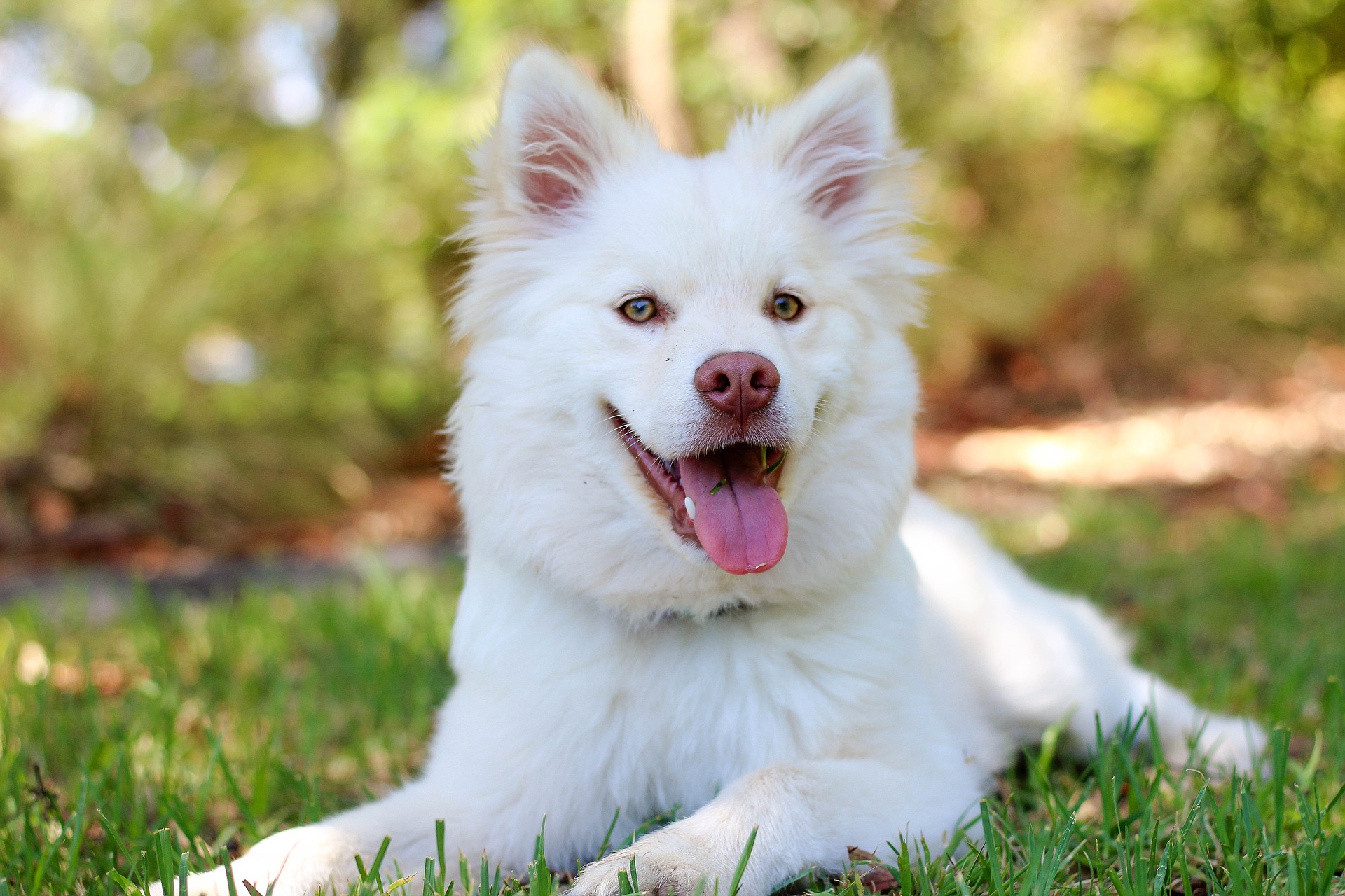 photo de chien blanc dans l'herbe