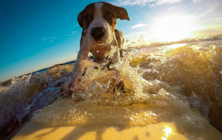 chien sur une planche de surf