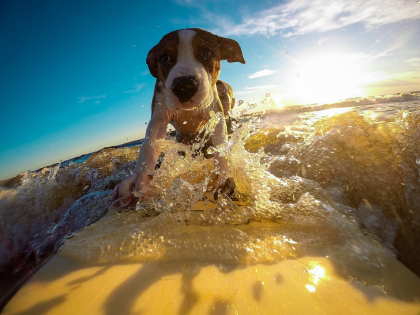 photo de chien sur une planche de surf