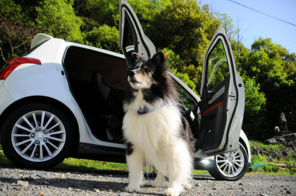 photo de chien assis devant une voiture