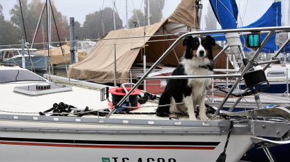 chien assis sur un voilier