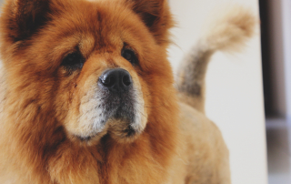 photo d'un Chow Chow fauve