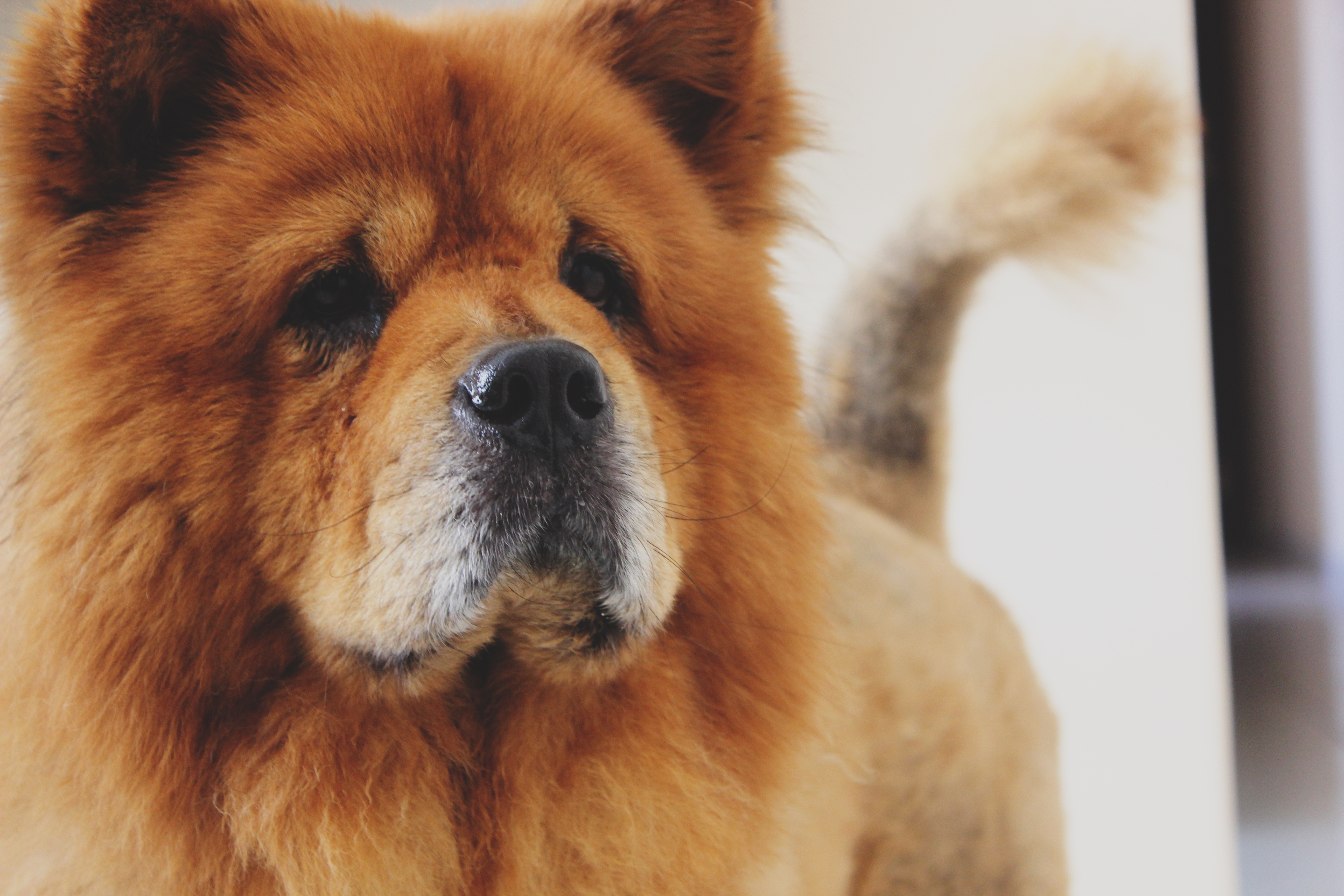 photo d'un Chow Chow fauve