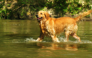 photo de golden retriever dans l'eau