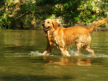 photo de golden retriever dans l'eau