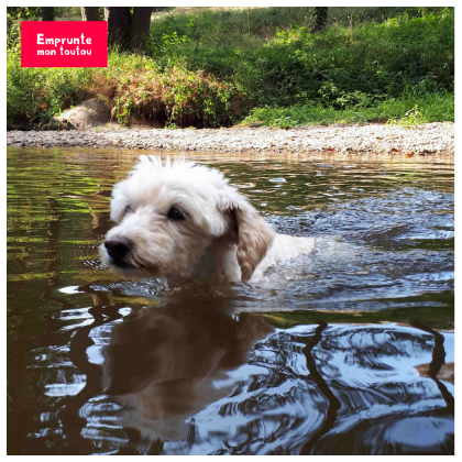 photo de caniche dans l'eau