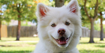 Photo de chien blanc assis dans l'herbe