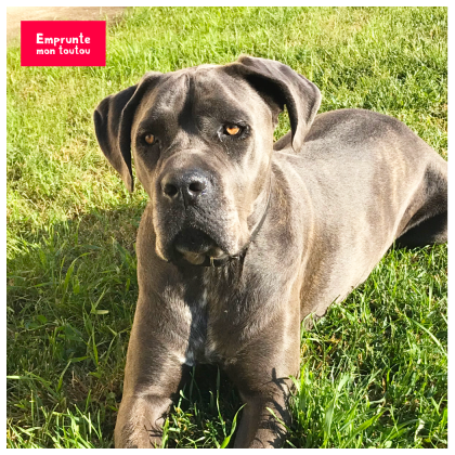 photo de cane corso assis dans l'herbe