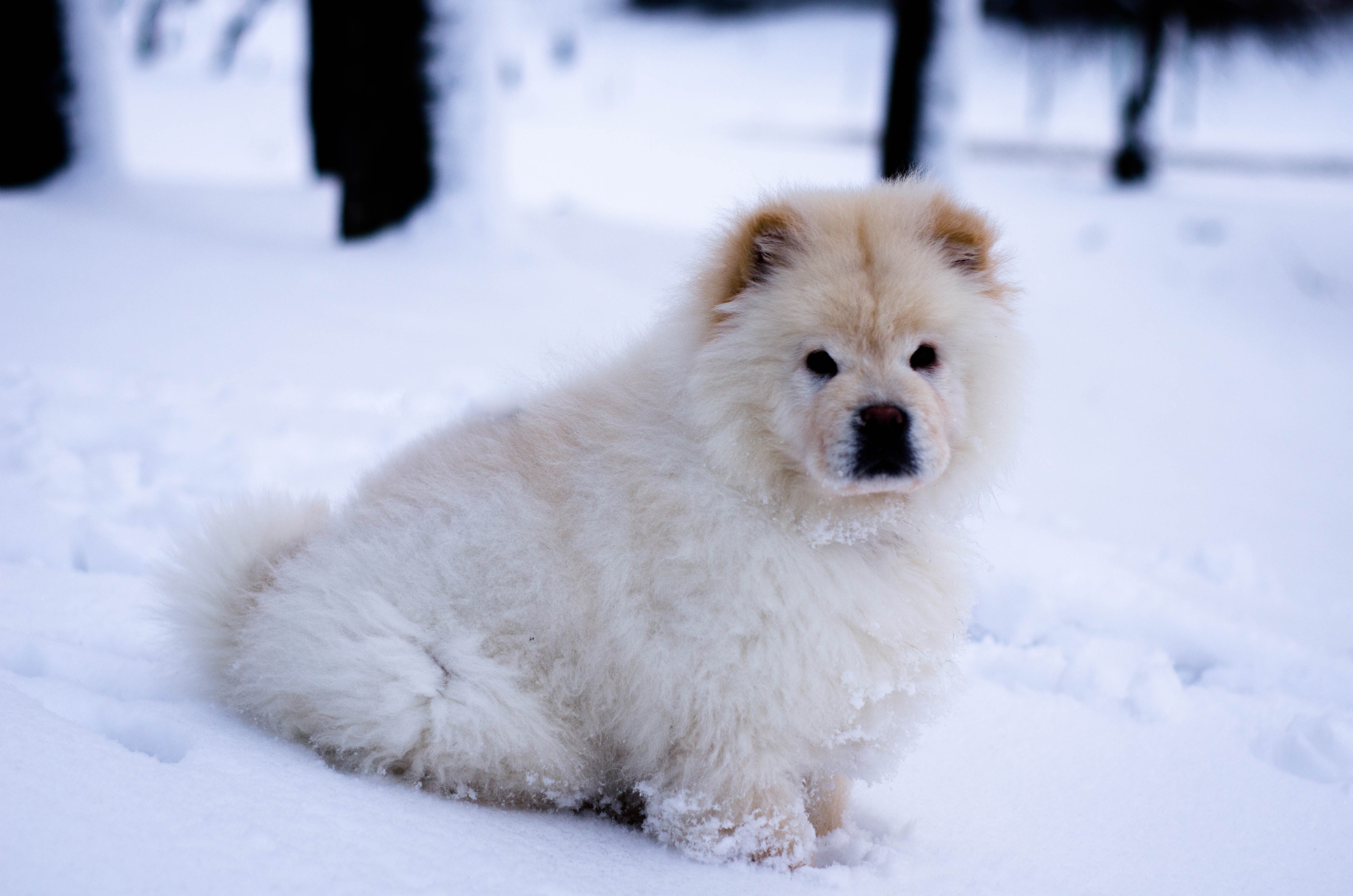 Chiot Chow Chow crème