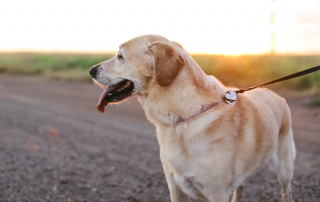 photo de labrador sable