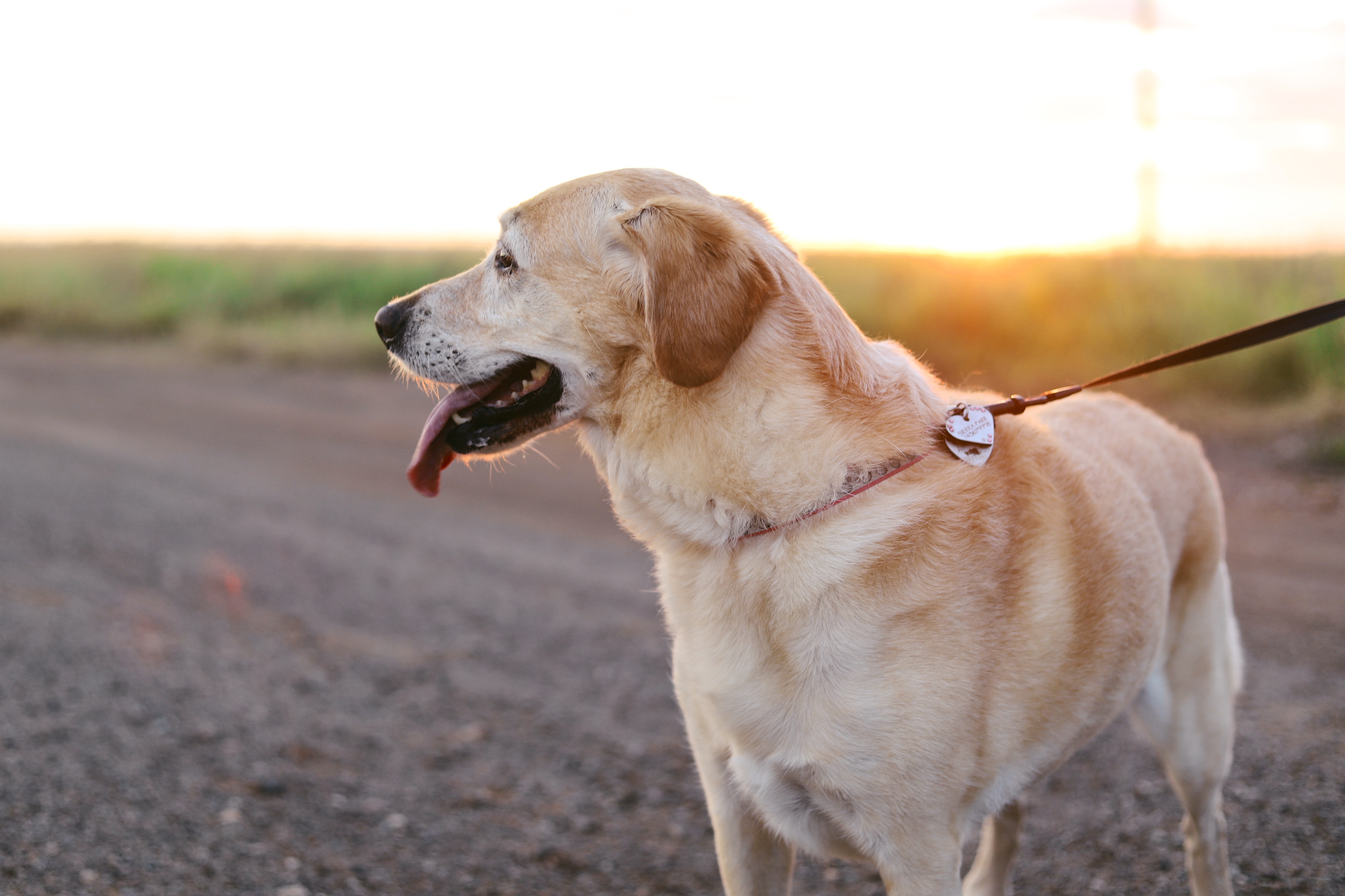 photo de labrador sable