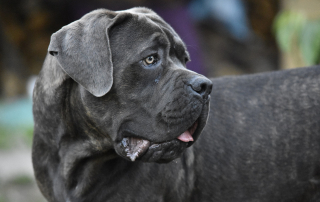 Cane Corso de couleur sombre