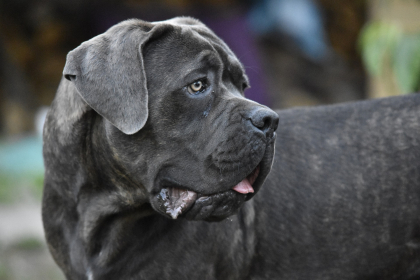 Cane Corso de couleur sombre