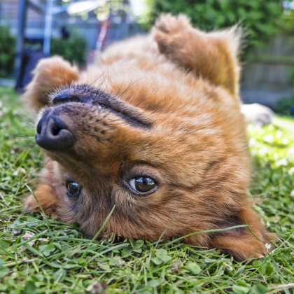 chien qui se roule dans l'herbe