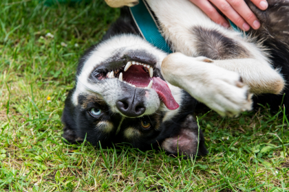 photo rigolote de chien sur le dos