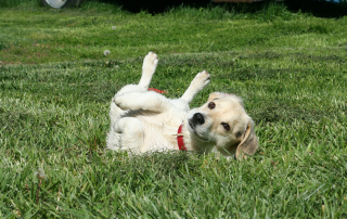 photo de chiot qui se roule dans l'herbe