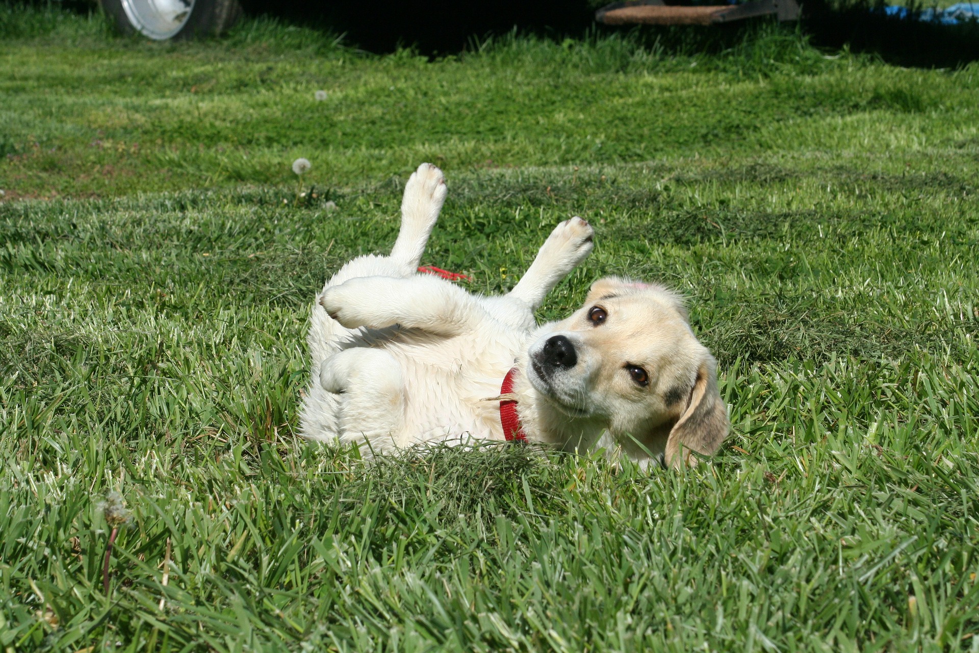 photo de chiot qui se roule dans l'herbe