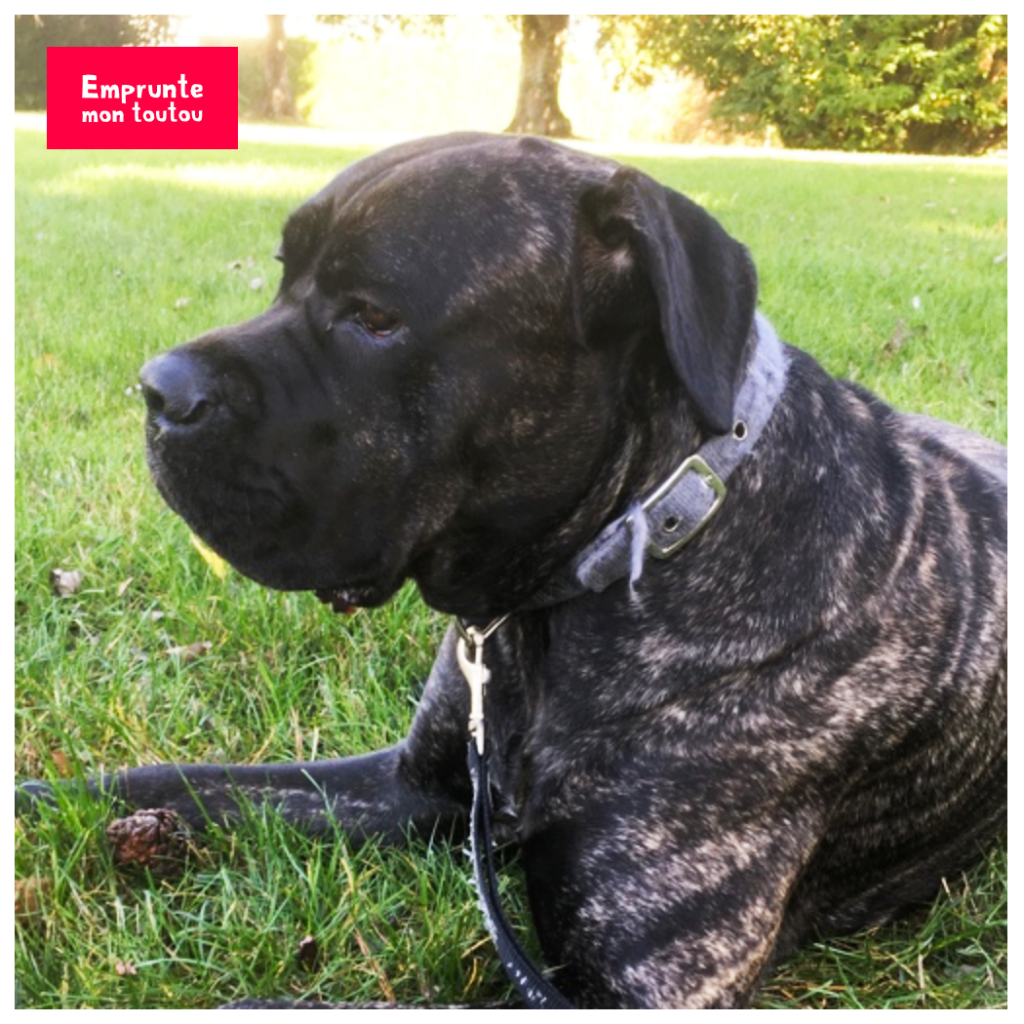 Tout Savoir sur le Cane Corso • Emprunte Mon toutou