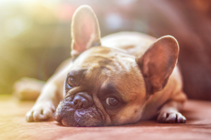 chien allongé au soleil