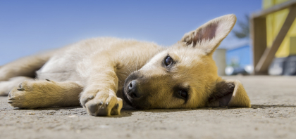 chien allongé sur le sol