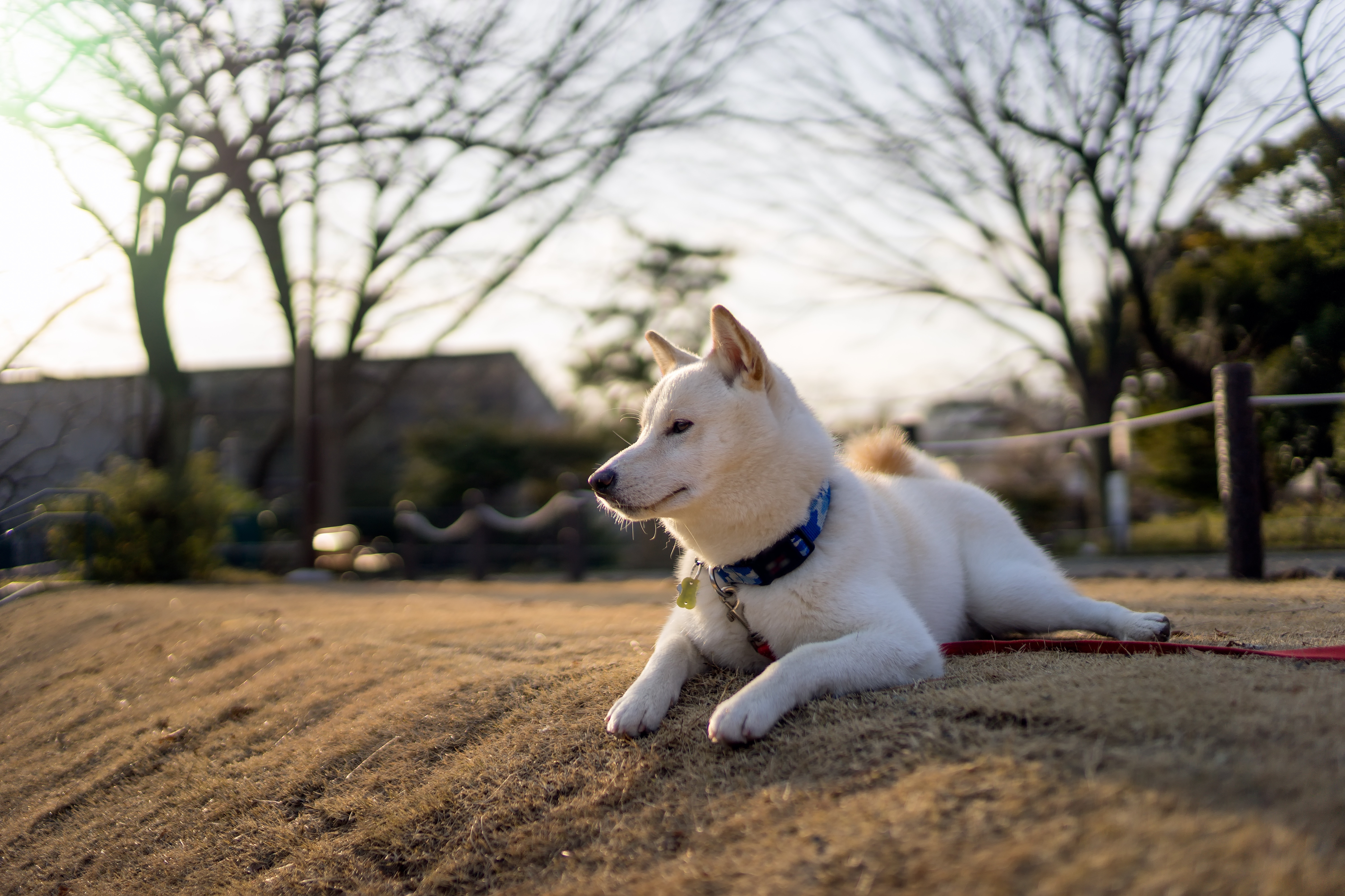 photo de chien blanc couché