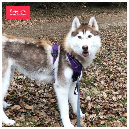 photo de husky portant un harnais