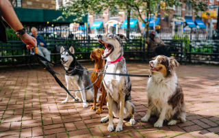 photos de plusieurs chiens tenus en laisse