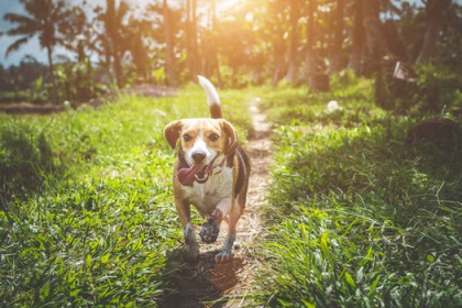 chien courant dans une forêt