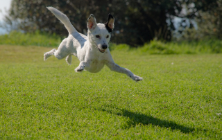 chien en train de sauter