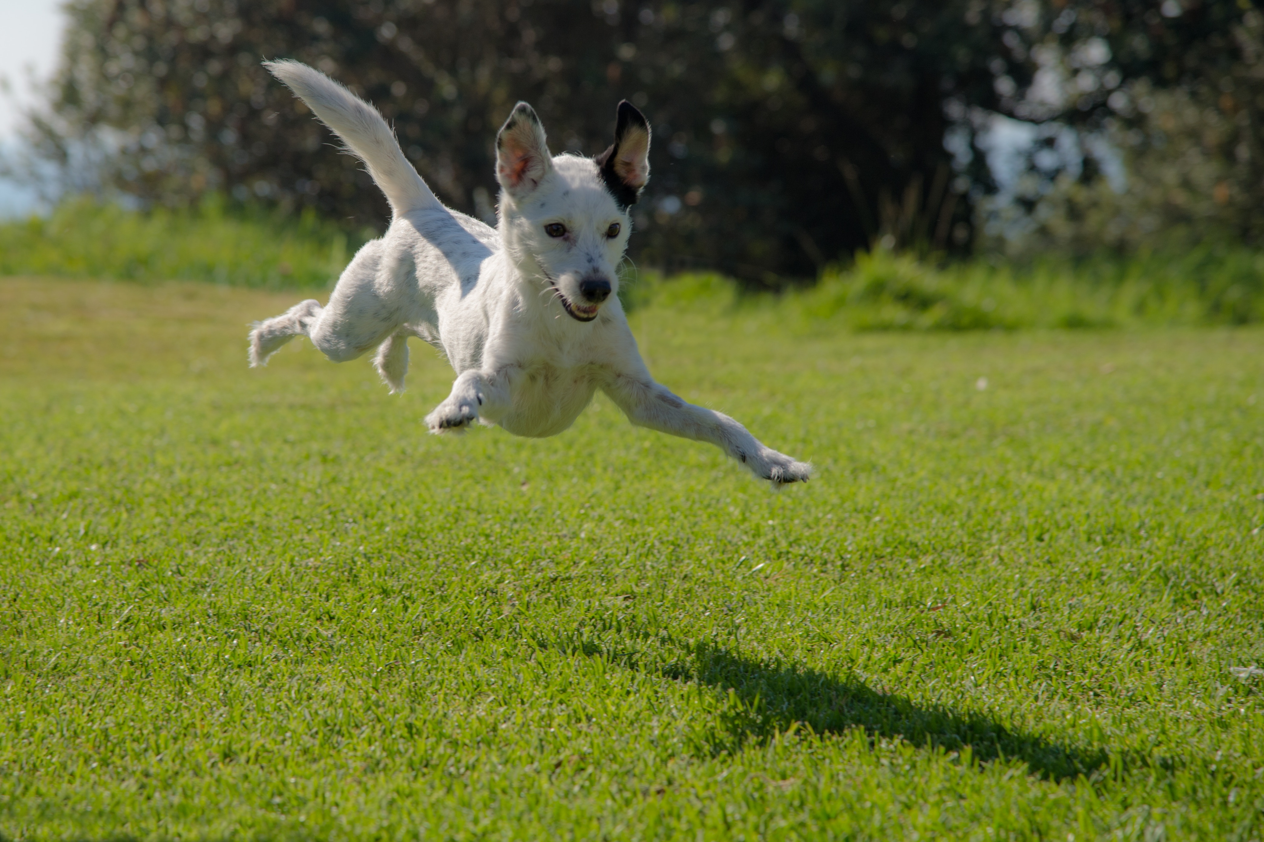 chien en train de sauter