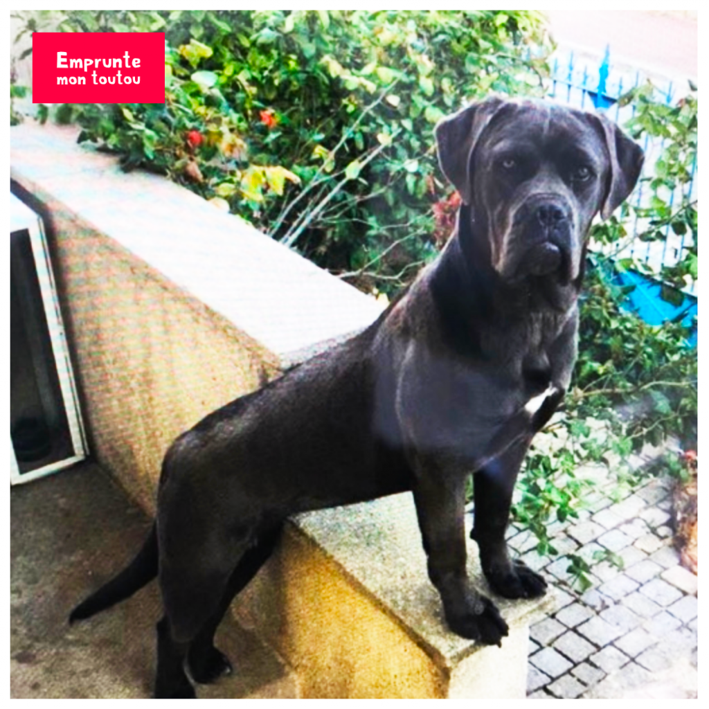 10 questions sur le Cane Corso • Emprunte Mon toutou