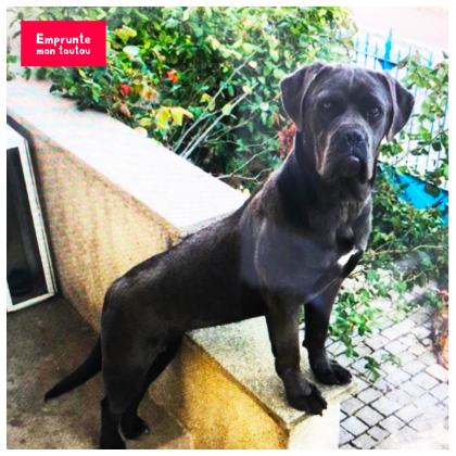 photo de cane corso