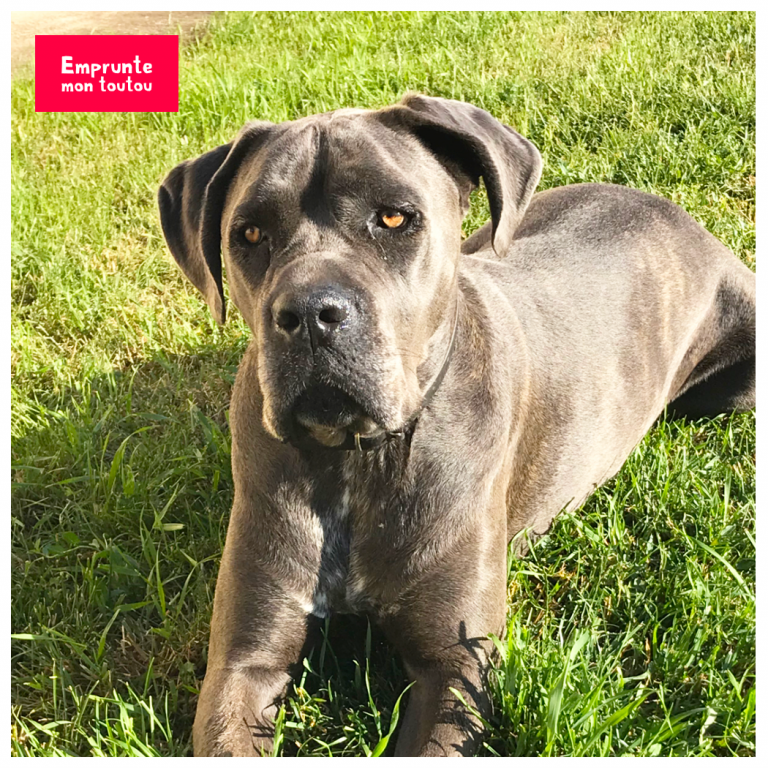 10 questions sur le Cane Corso • Emprunte Mon toutou