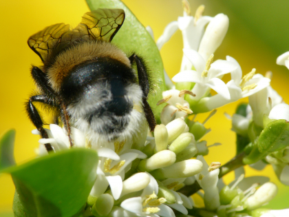 photo macro d'une abeille sur une fleur