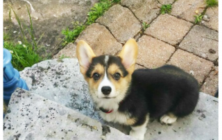 photo d'un welsh corgi