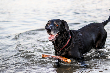 photo de labrador noir dans l'eau