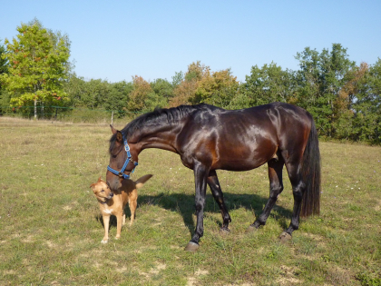 chien et cheval se disant bonjour