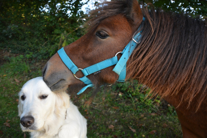 chien et cheval