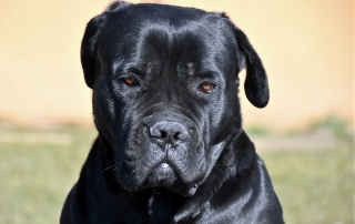 cane corso noir