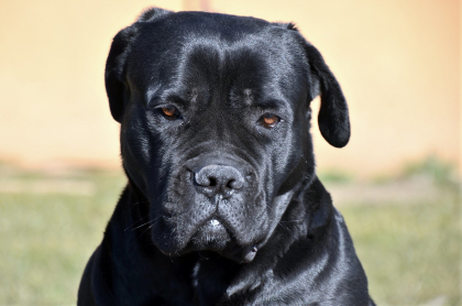 cane corso noir