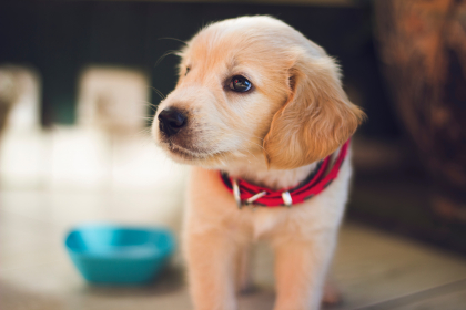 photo de chiot golden retriever