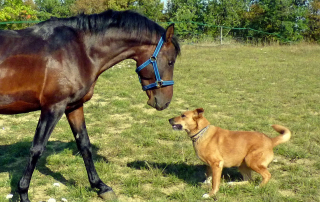 photo de chien et de cheval