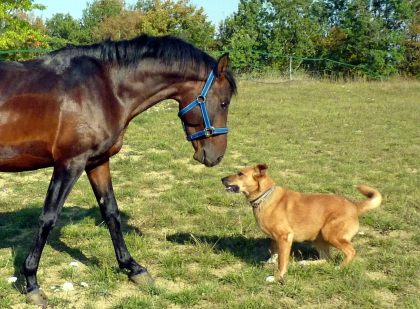 photo de chien et cheval
