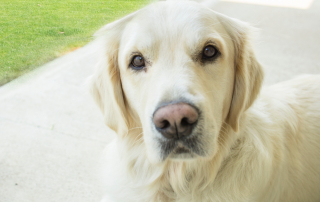 photo de golden retriever