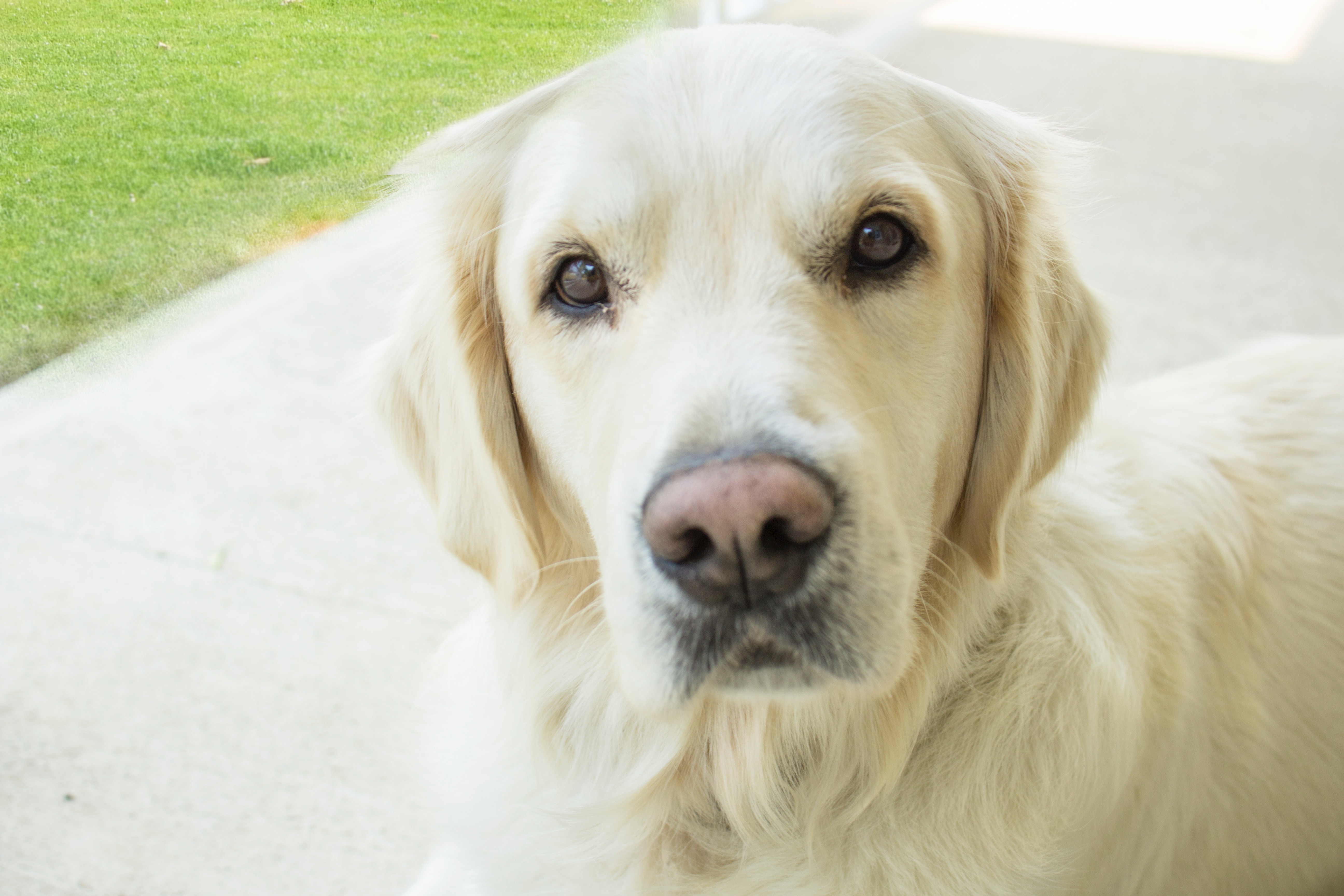 photo de golden retriever