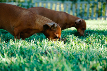 chiens mangeant quelque chose