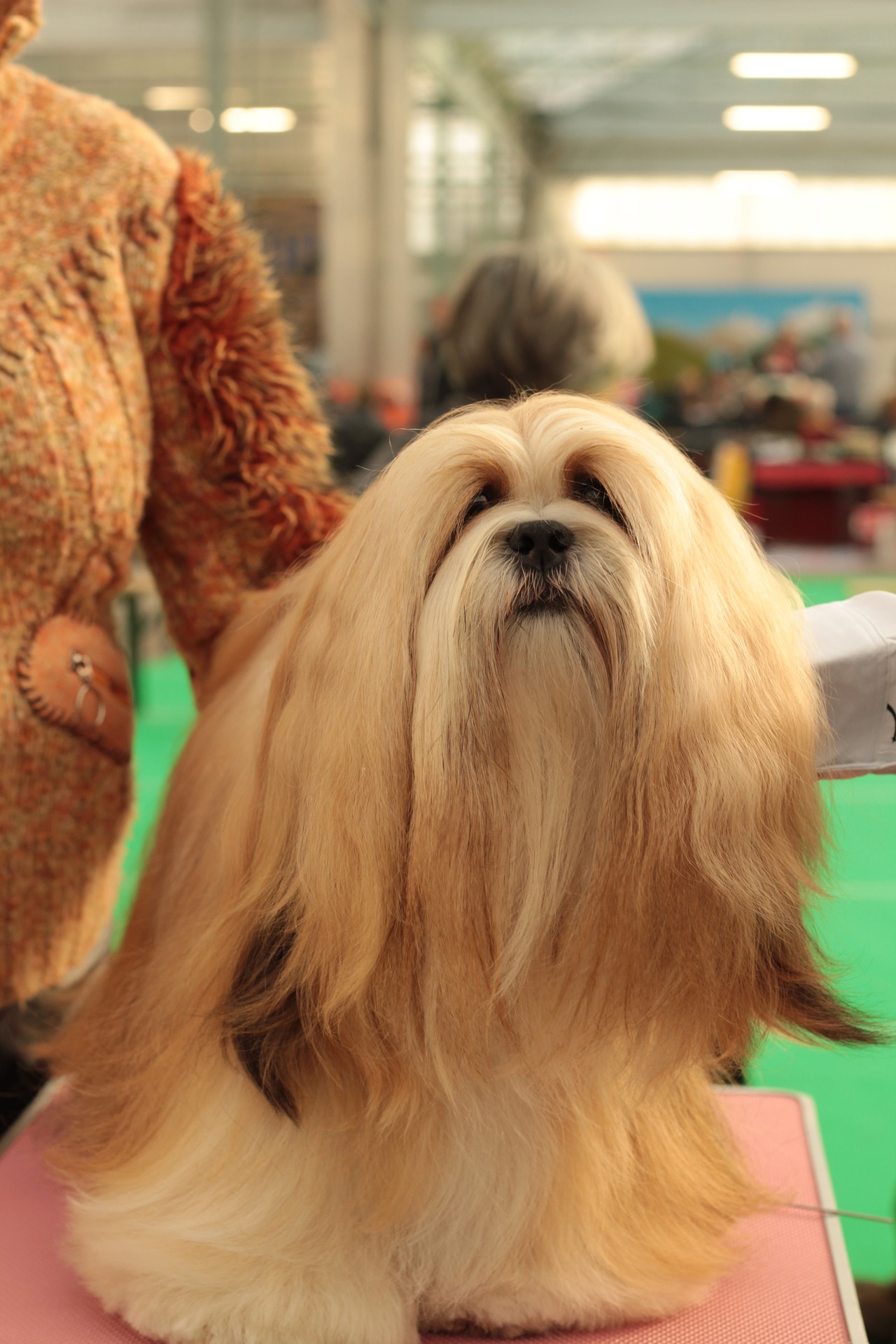 photo de chien toiletté